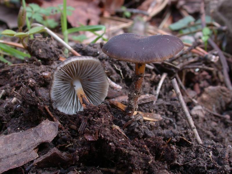 Prima escursione in montagna